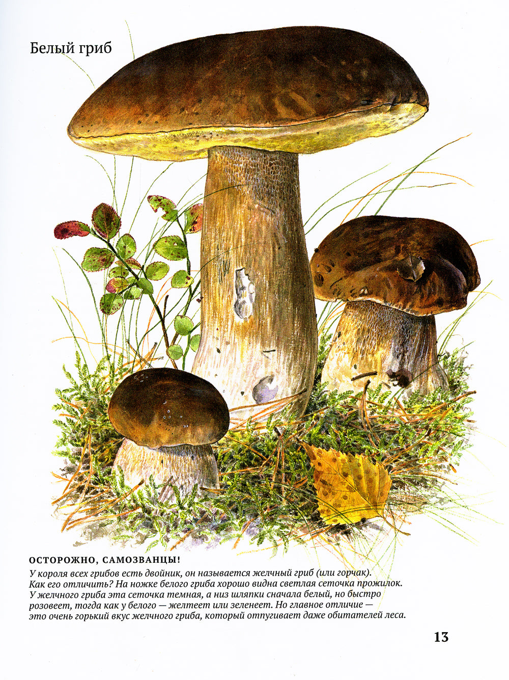 Софи в мире грибов