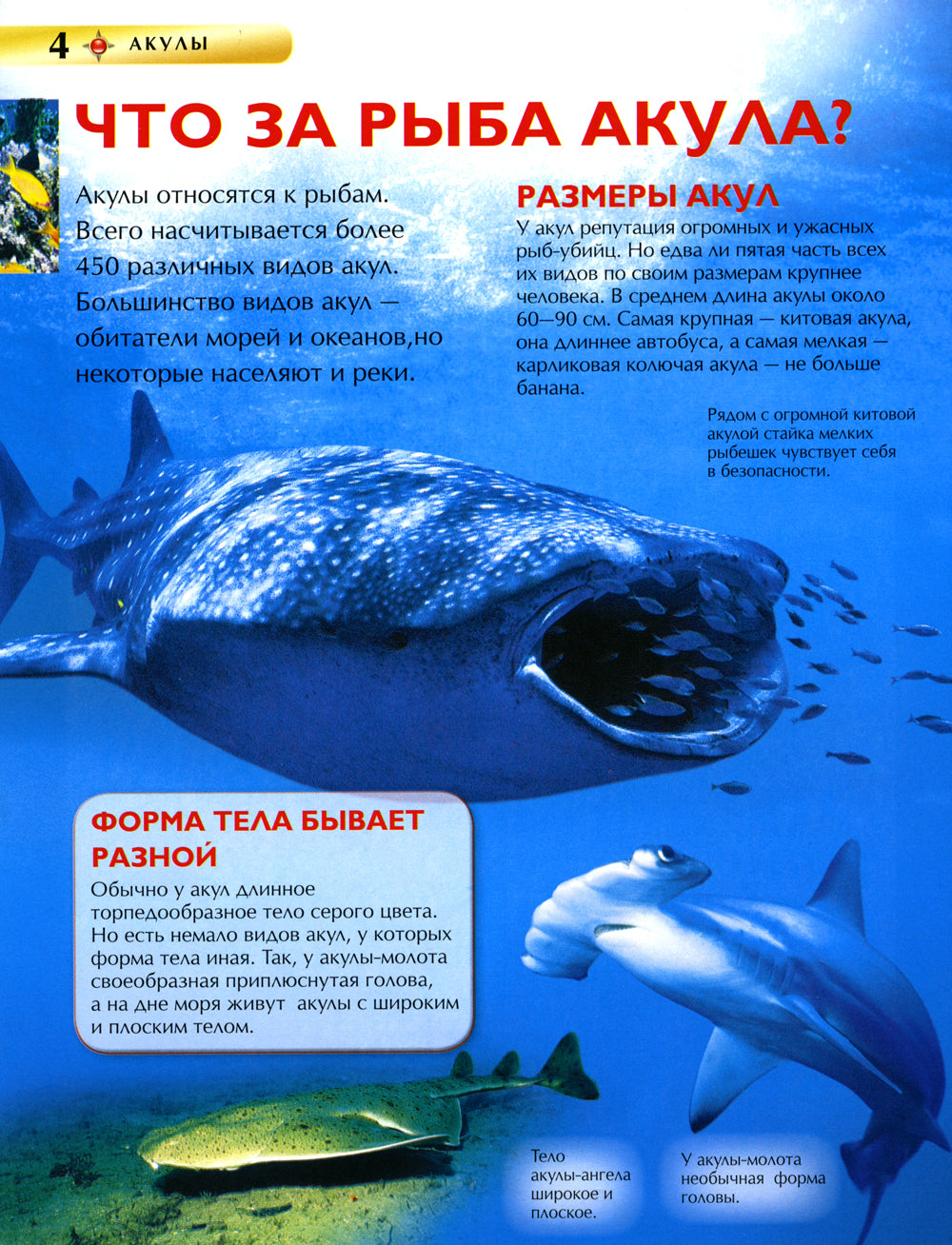 Акулы. Детская энциклопедия