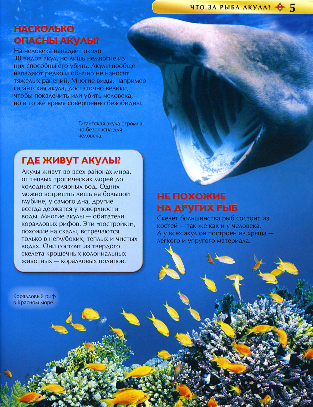 Акулы. Детская энциклопедия