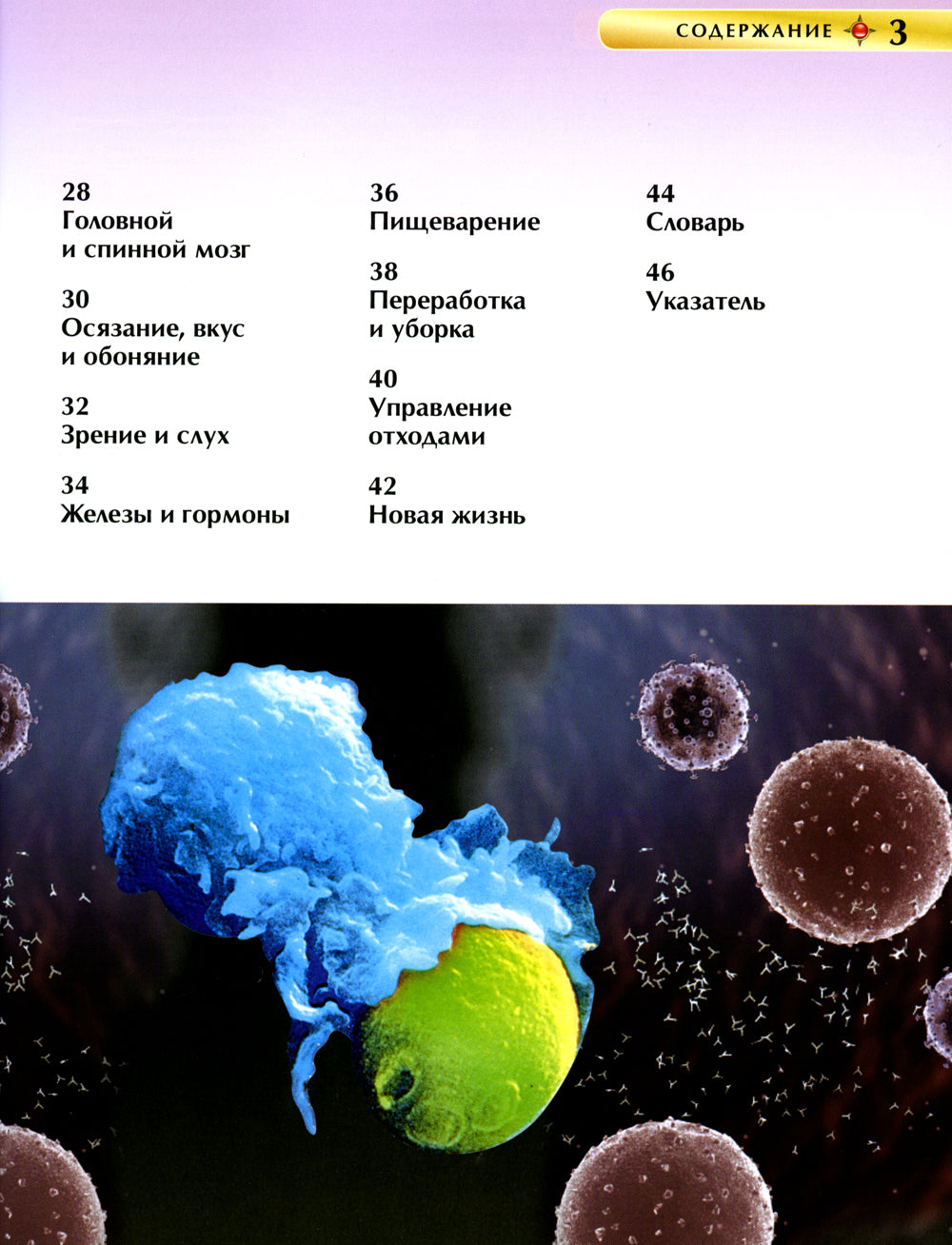 Тело человека. Детская энциклопедия