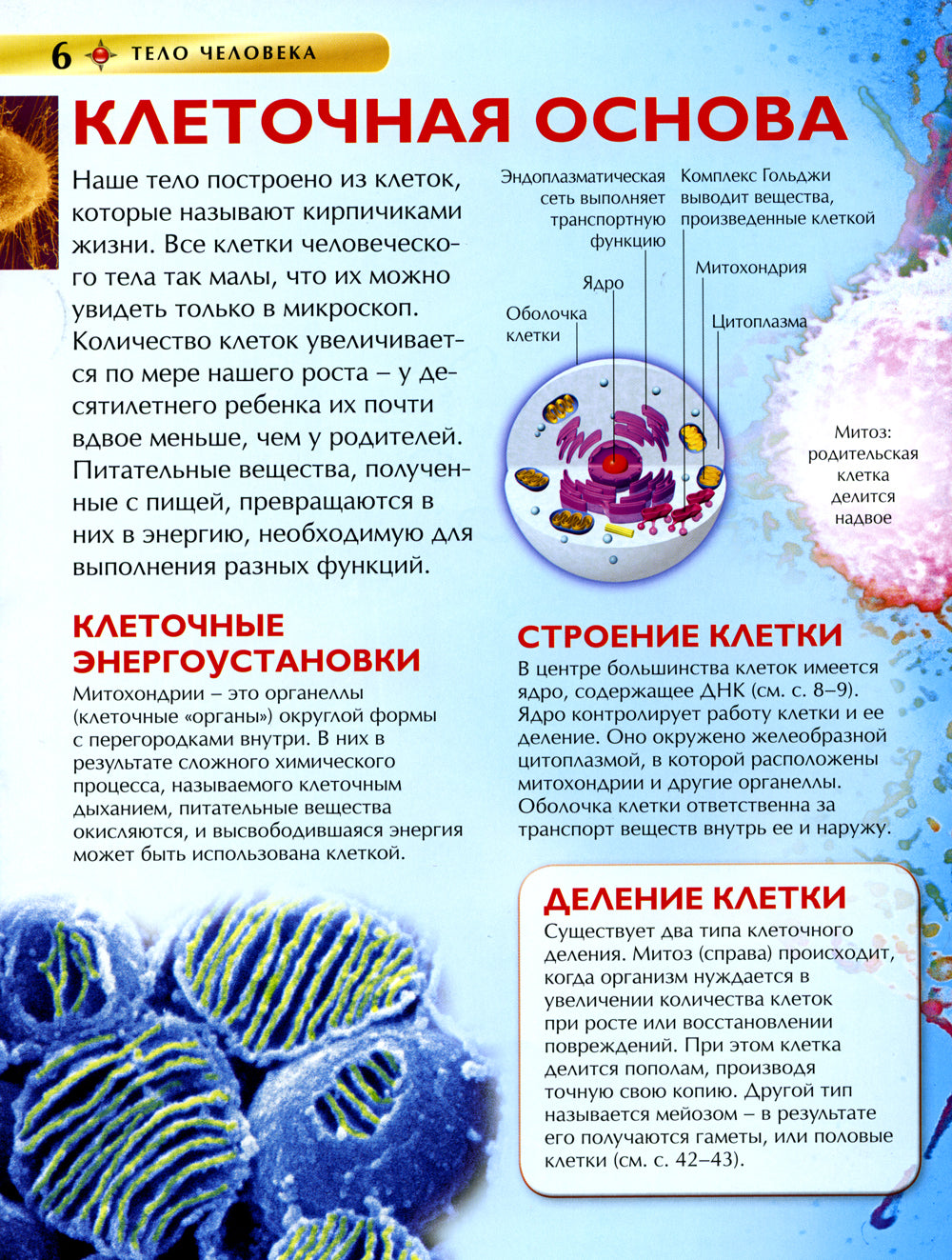 Тело человека. Детская энциклопедия