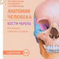 Анатомия человека. Кости черепа. Cartes + Colis pour les pièces de cartes : pour une utilisation quotidienne