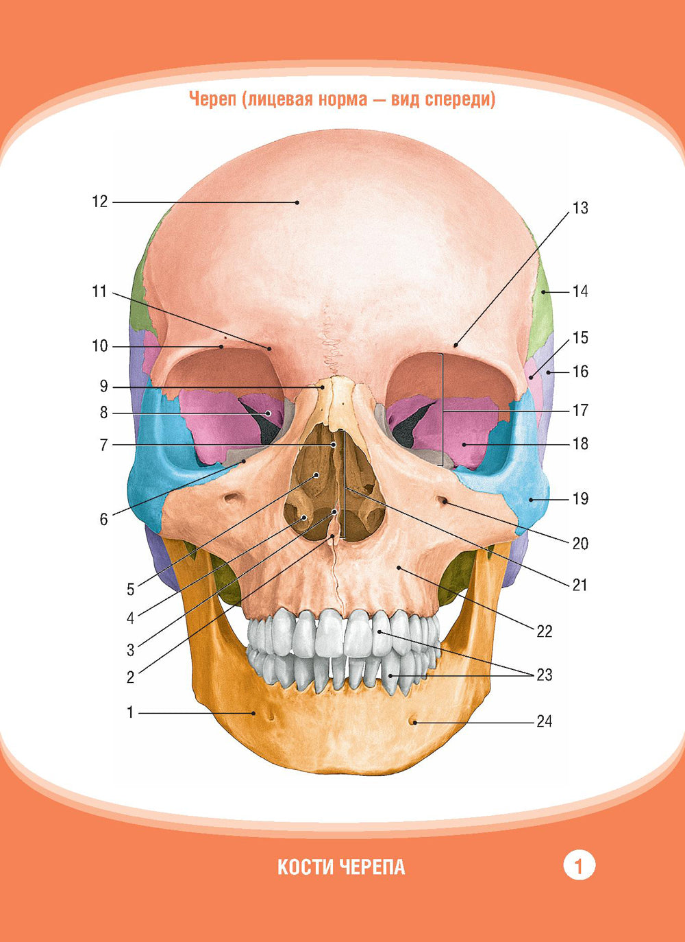 Анатомия человека. Кости черепа. Cartes + Colis pour les pièces de cartes : pour une utilisation quotidienne