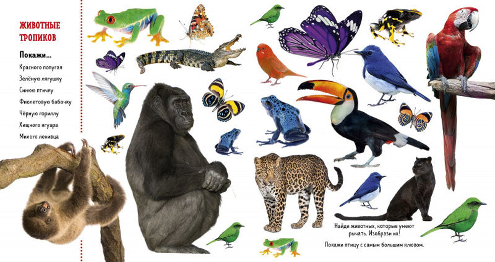 Найди и покажи. Животные. Фотокнига