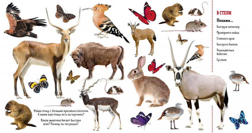 Найди и покажи. Животные. Фотокнига