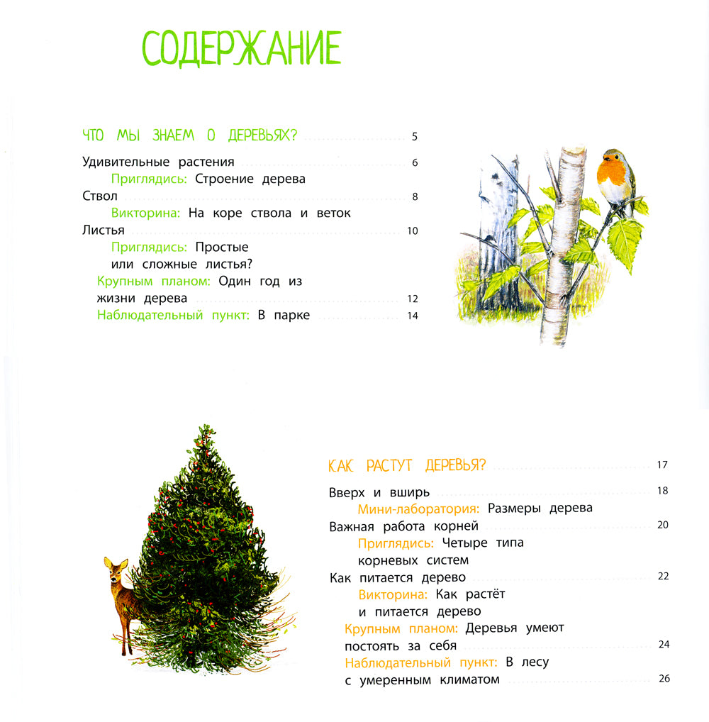 Деревья и кустарники