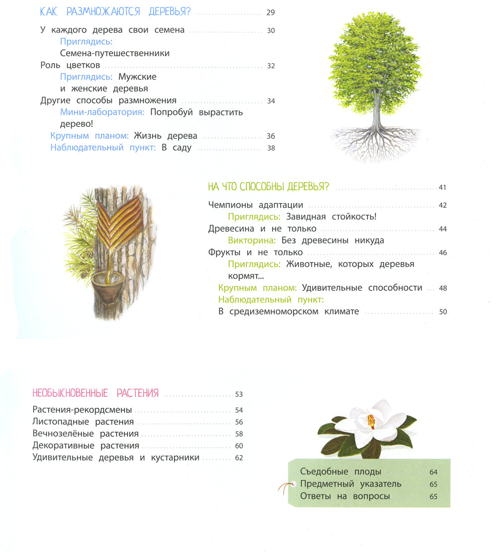 Деревья и кустарники