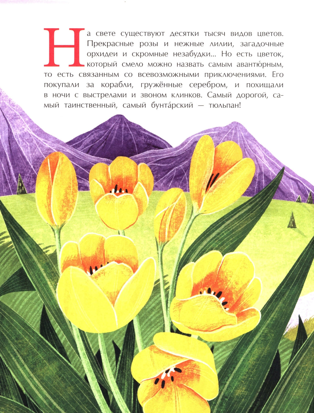 Тюльпан. Цветок султанов и мельников