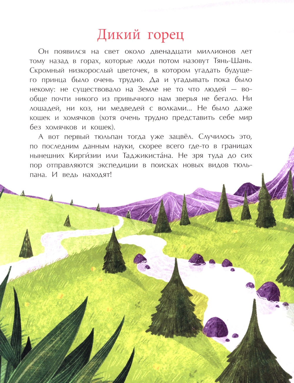 Тюльпан. Цветок султанов и мельников