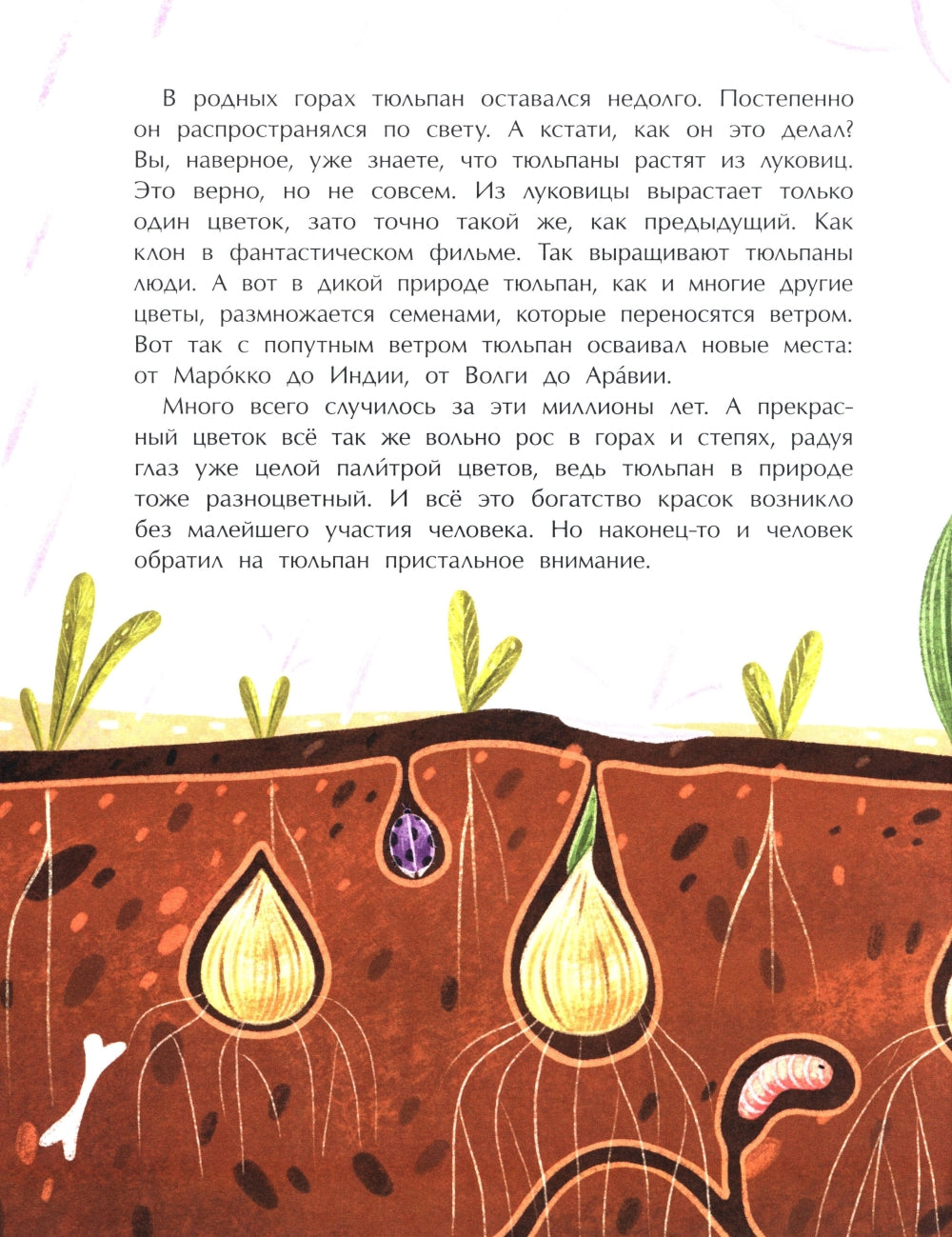 Тюльпан. Цветок султанов и мельников