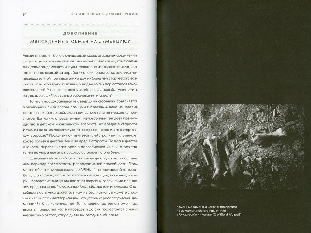 Близкие контакты дальнейших предков: Как эволюционировал наш вид