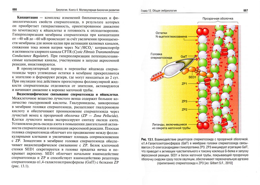 Биология. В 8 кн. Кн. 4. Молекулярная биология развития: Учебник