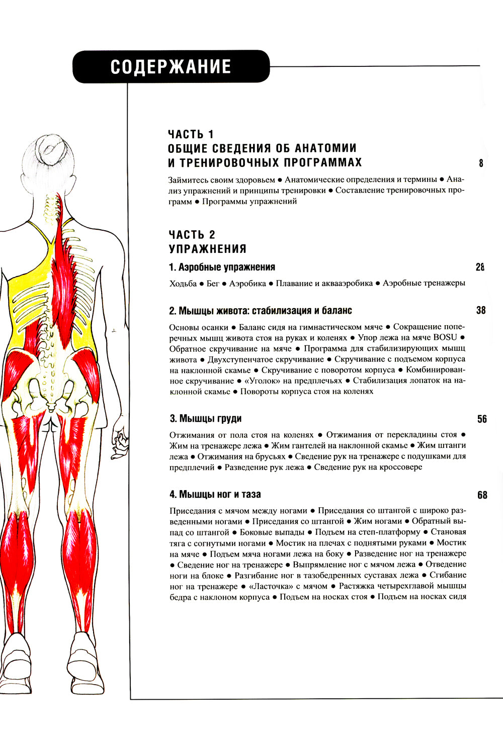 Анатомия фитнеса и силовых упражнений для женщин