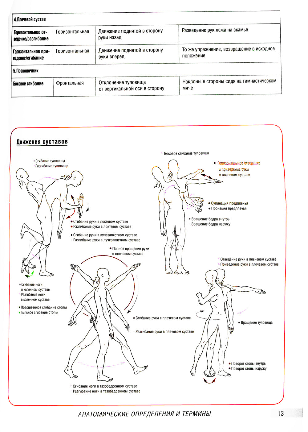 Анатомия фитнеса и силовых упражнений для женщин