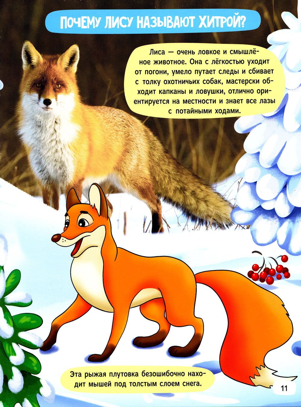 Зачем котам усы?