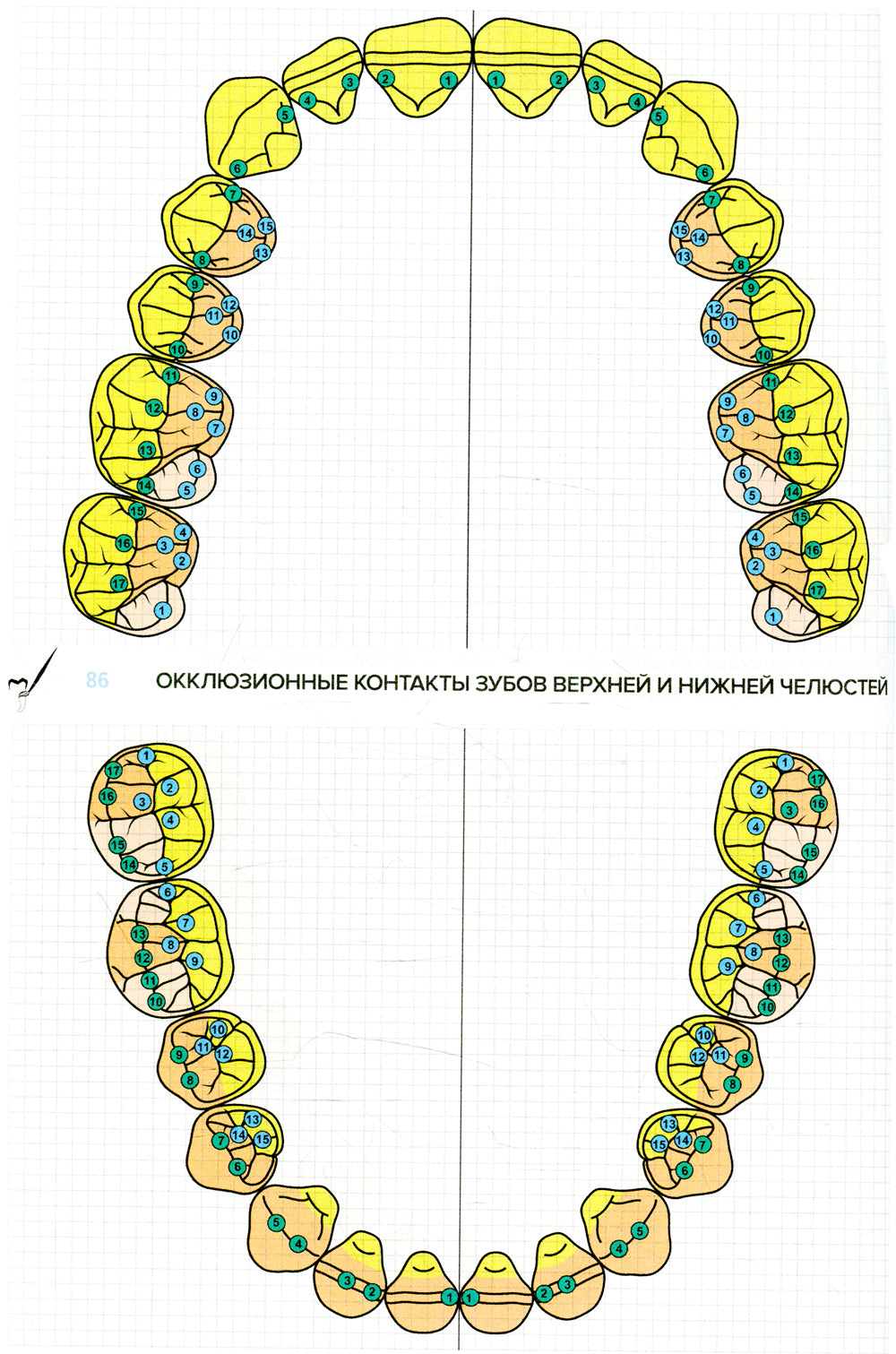 Схематичное изображение контуров зубов. Рабочая тетрадь: Учебно-методическое пособие. 2-е изд., перераб.и доп