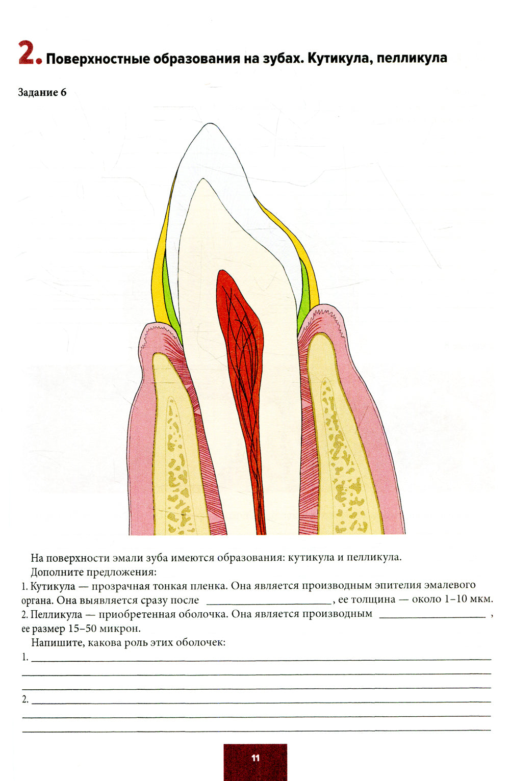 Понятие о парадонте. Зубные отложения. Пропедевтика стоматологических заболеваний. Рабочая тетрадь для самостоятельной подготовки студентов. 2-е изд