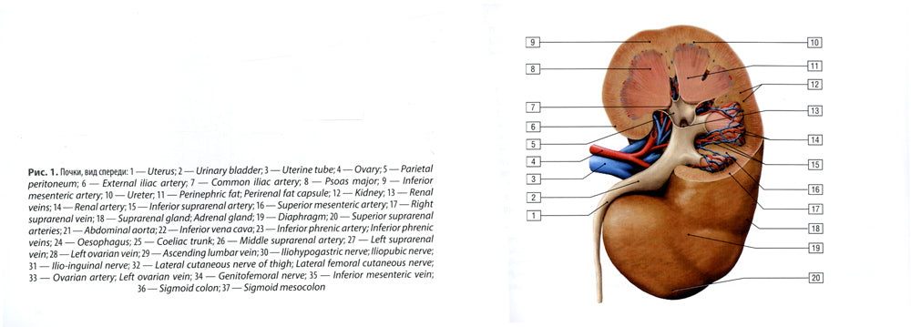 Рак почки: руководство для врачей