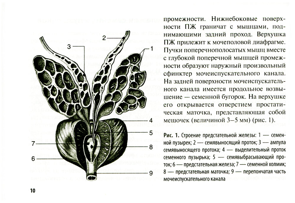 Рак предстательной железы: руководство для врачей