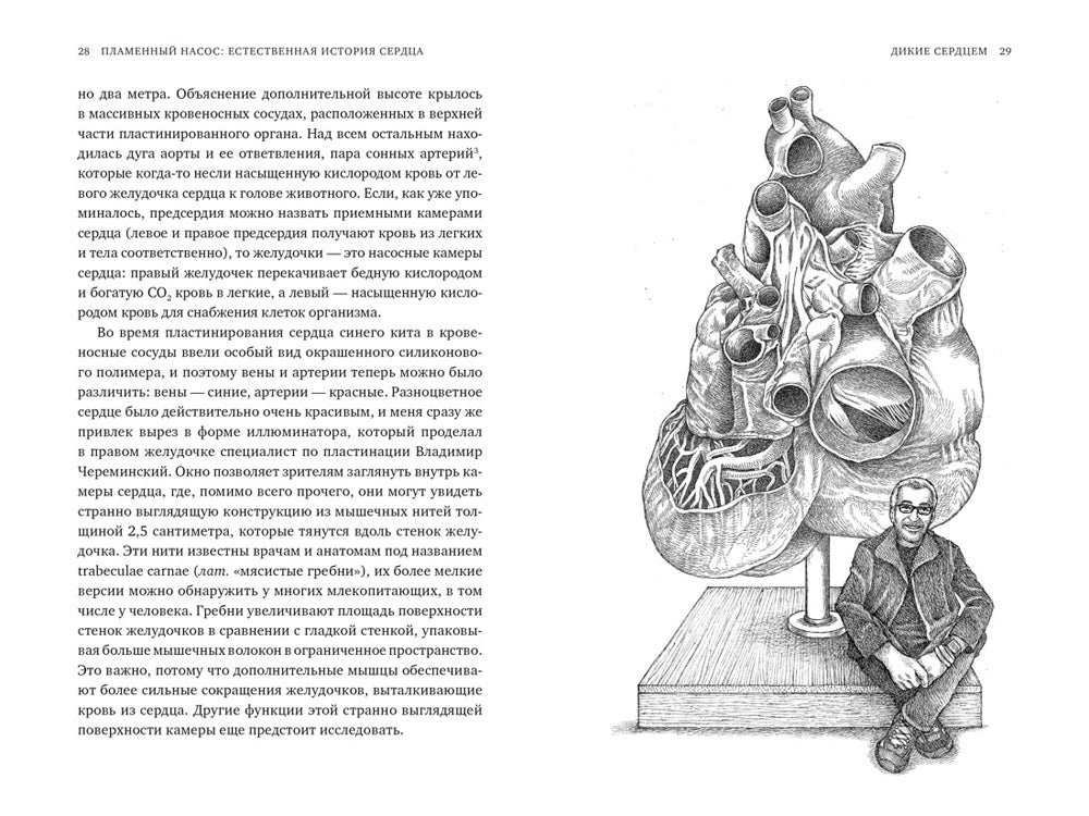 Пламенный насос. Естественная история сердца