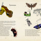Загадочный мир бабочек. Энциклопедия