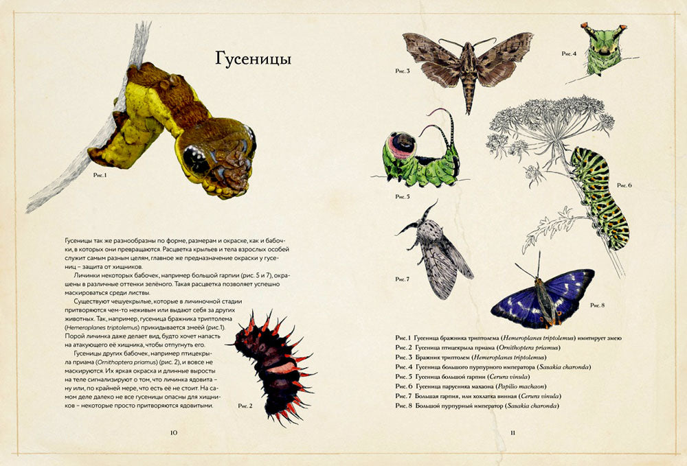 Загадочный мир бабочек. Энциклопедия