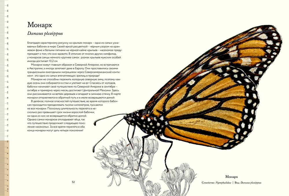 Загадочный мир бабочек. Энциклопедия
