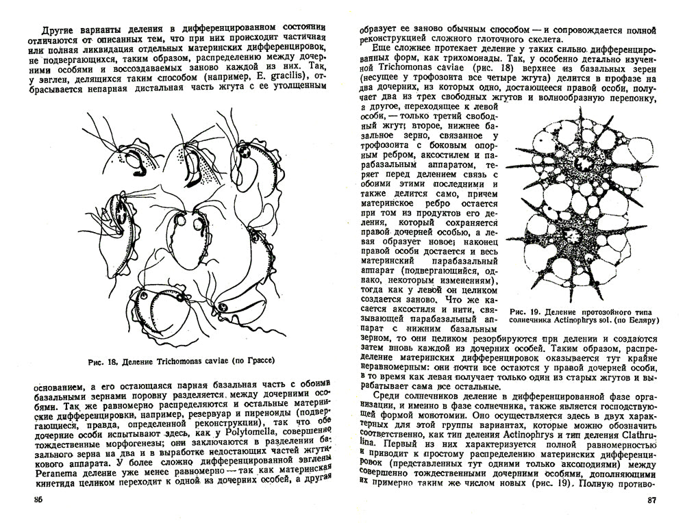 Сравнительная эмбриология низших беспозвоночных: Источники и пути индивидуально-формирующего развития многоклеточных: Учебное пособие. 2-е изд