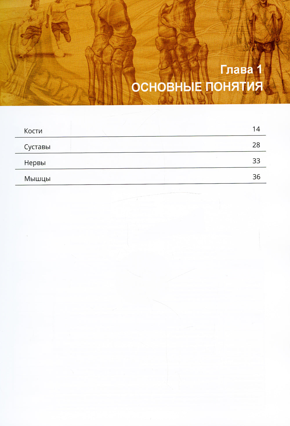 Anatomie orthopédique de Nettera