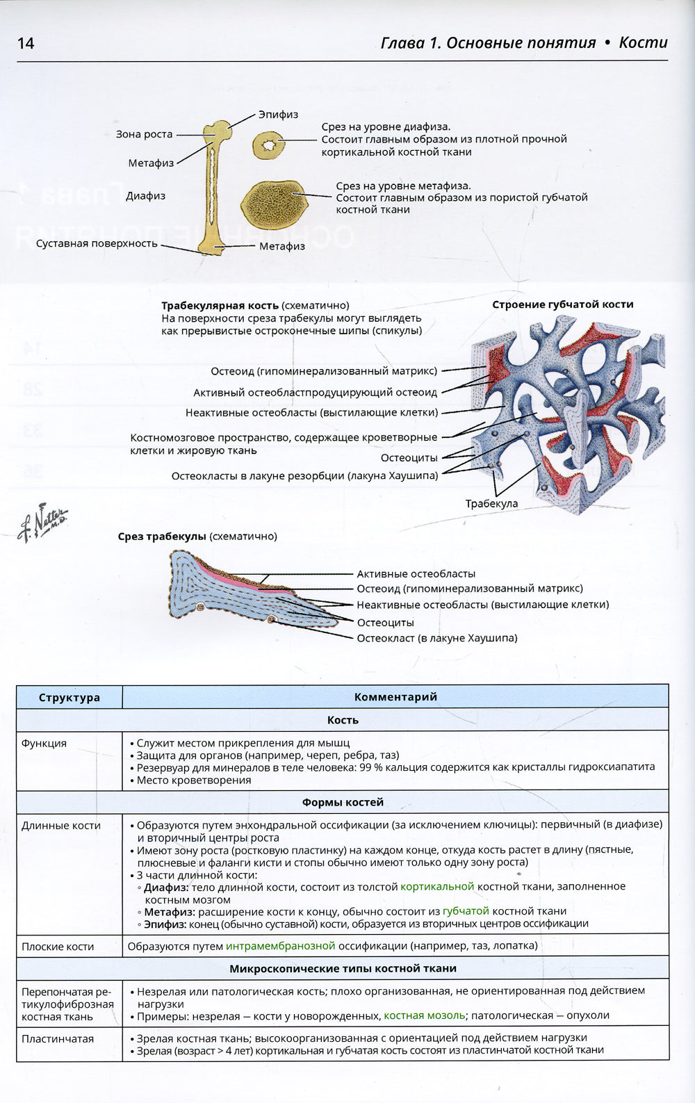 Anatomie orthopédique de Nettera