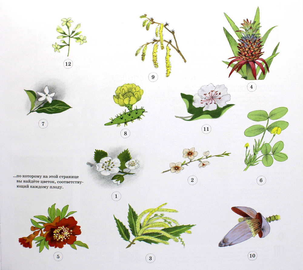 Qu'est-ce que les fruits de mer, les aliments et les fruits ?