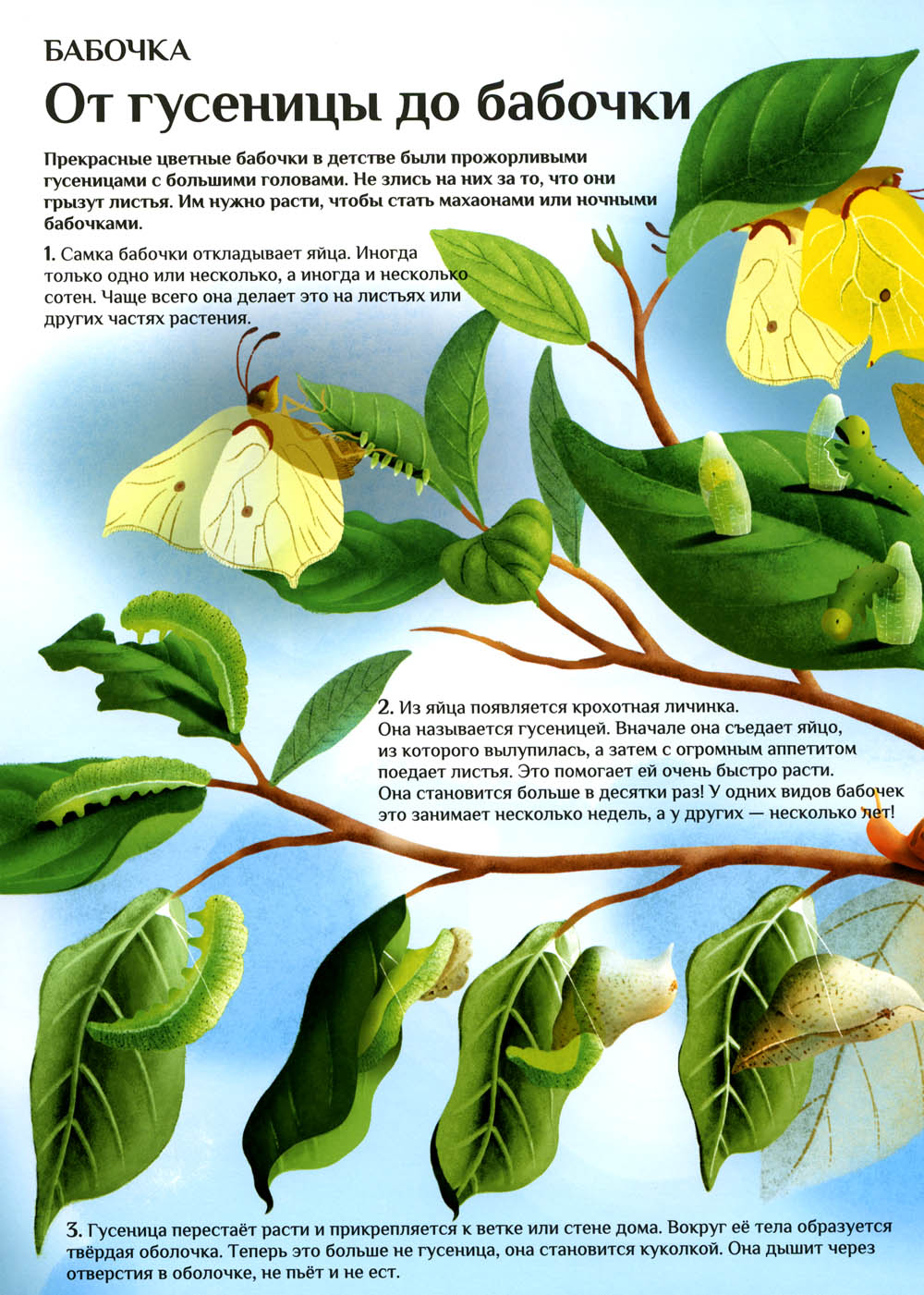 Что и как растет