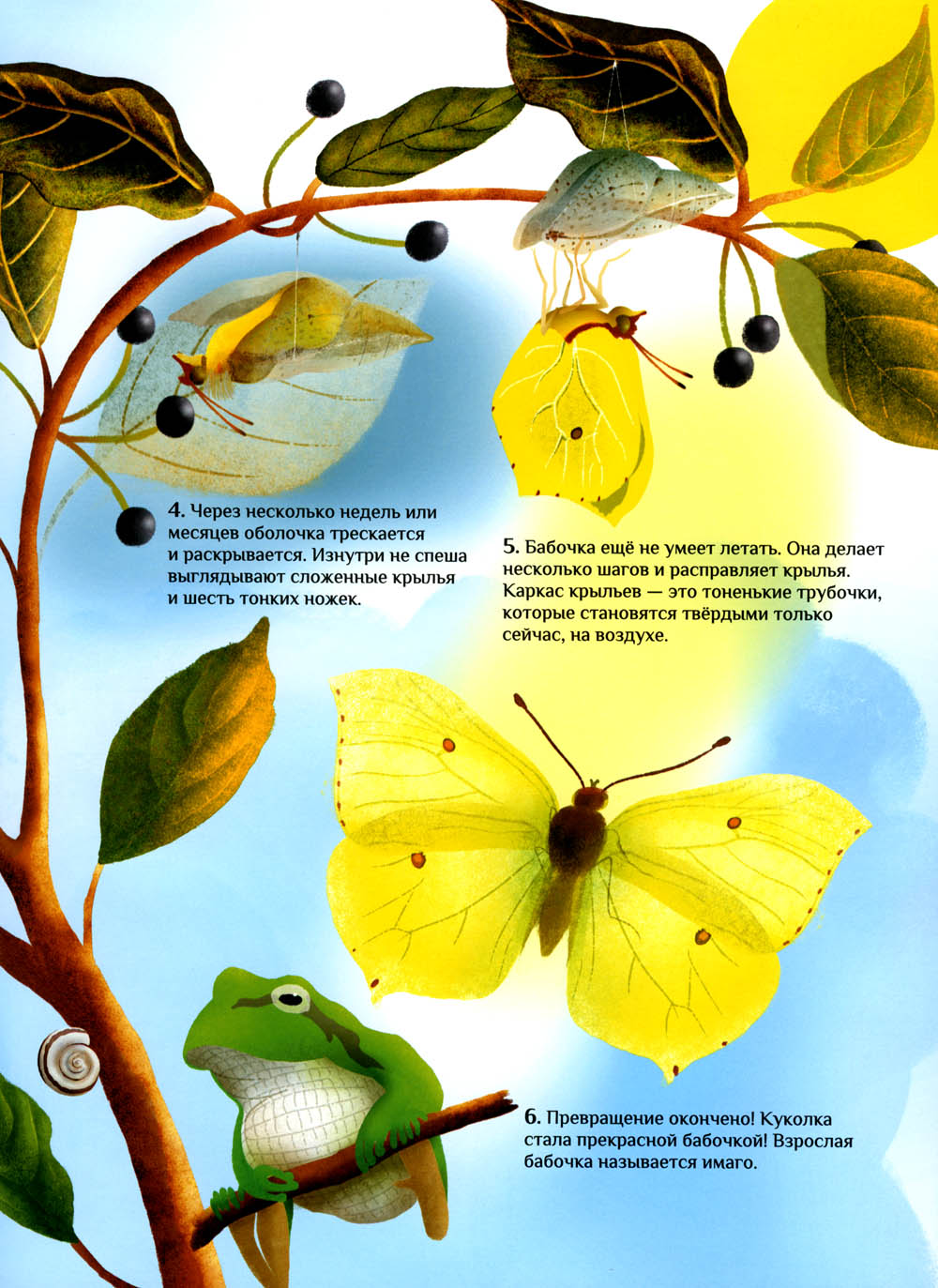 Что и как растет