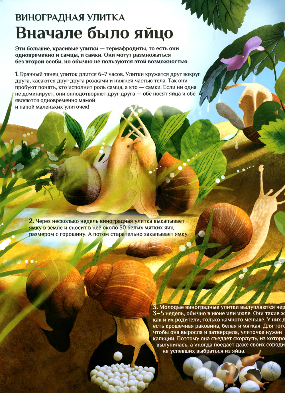 Что и как растет