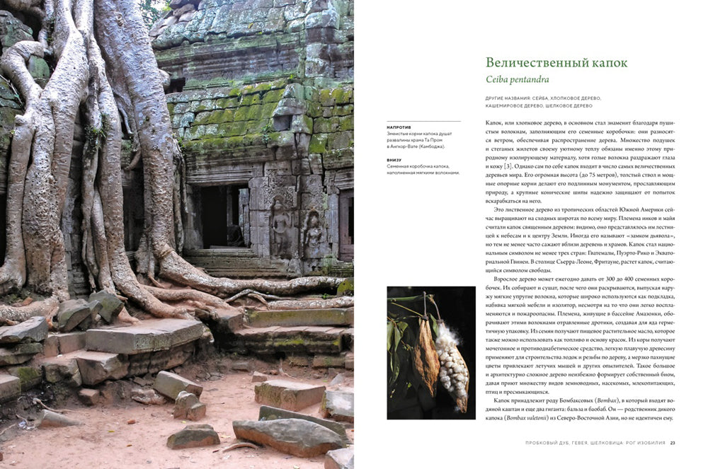 Выдающиеся деревья, которые изменили нашу жизнь