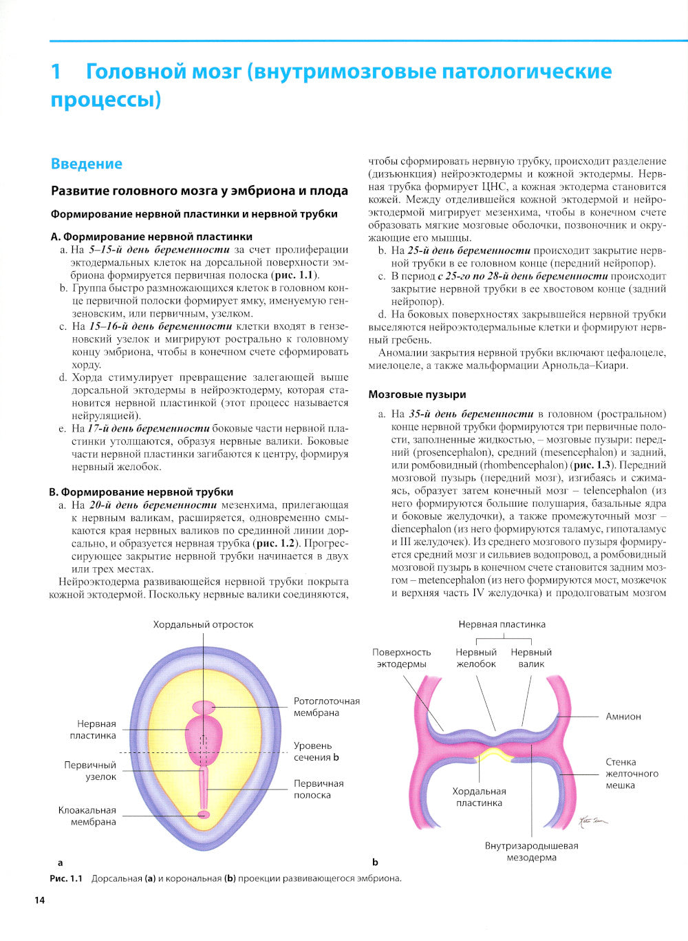 Дифференциальная диагностика в нейровизуализации. Головной мозг и его оболочки
