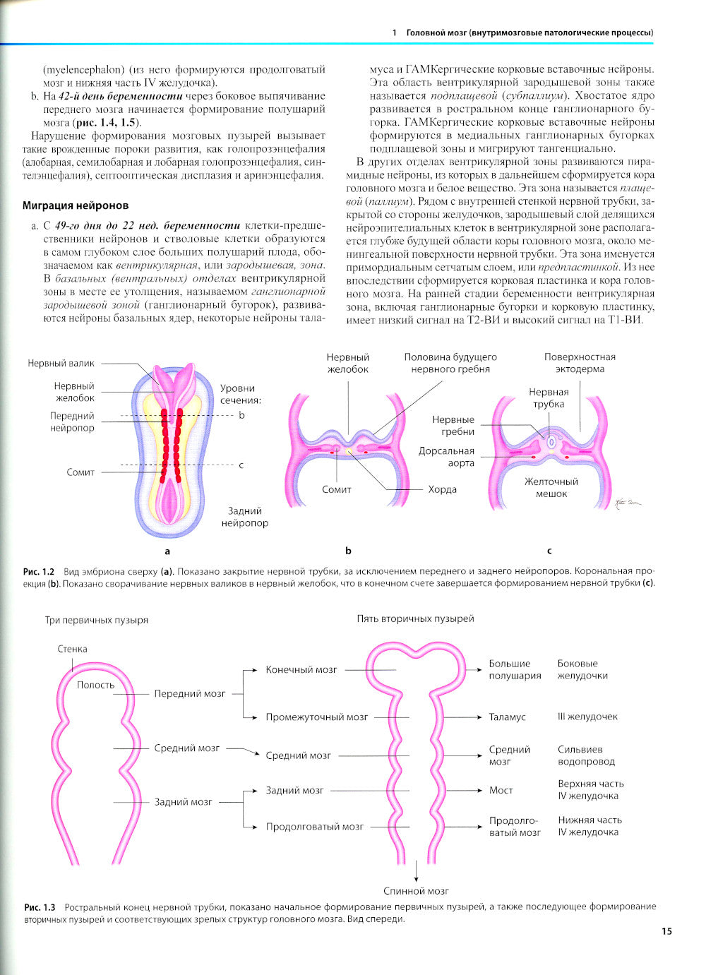 Дифференциальная диагностика в нейровизуализации. Головной мозг и его оболочки