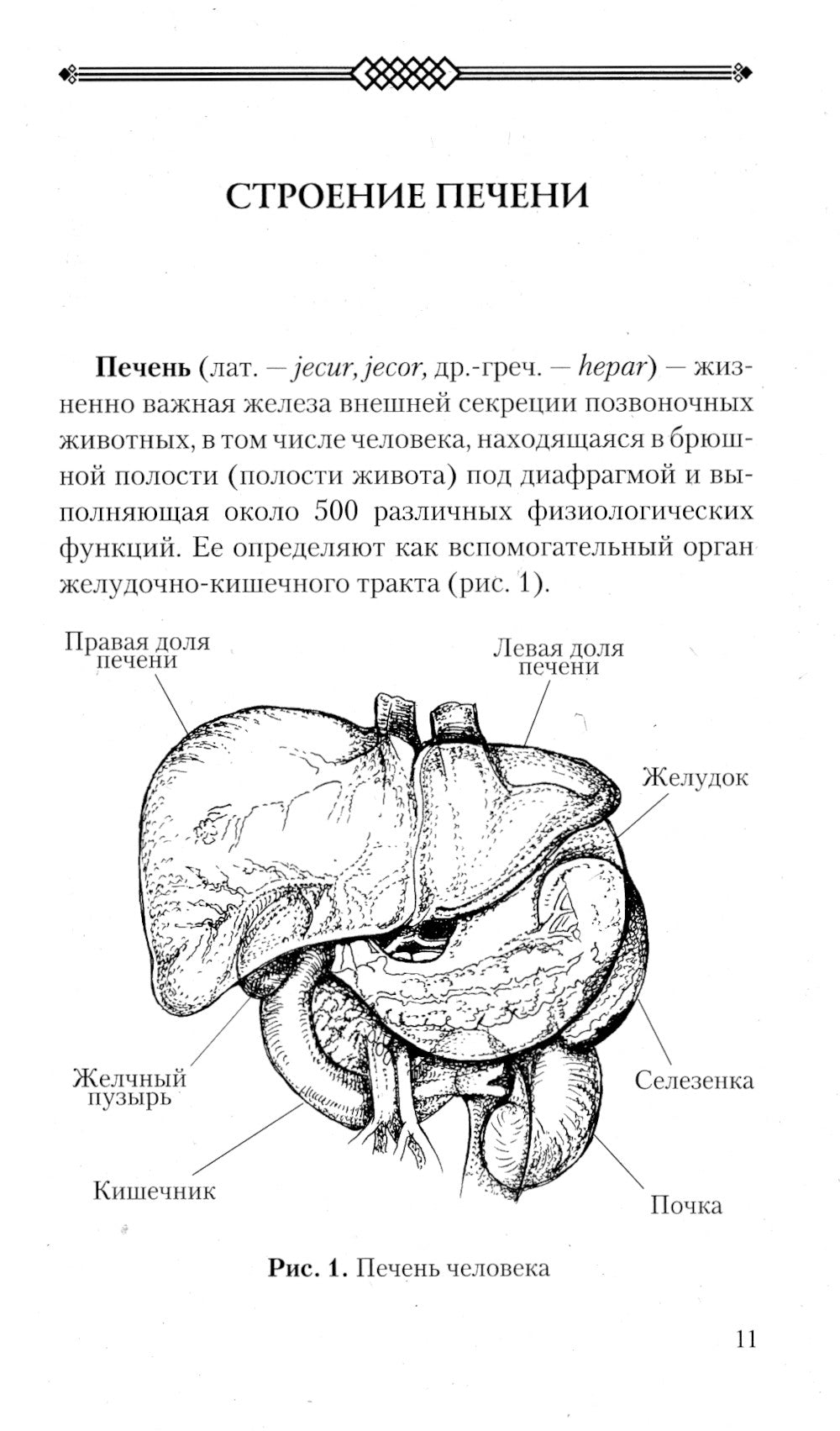 Печень. Профилактика и лечение заболеваний