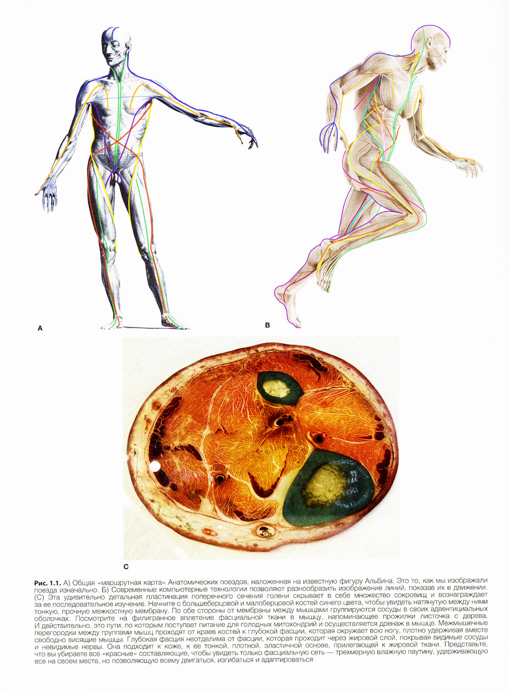 Анатомические поезда. 4-е изд