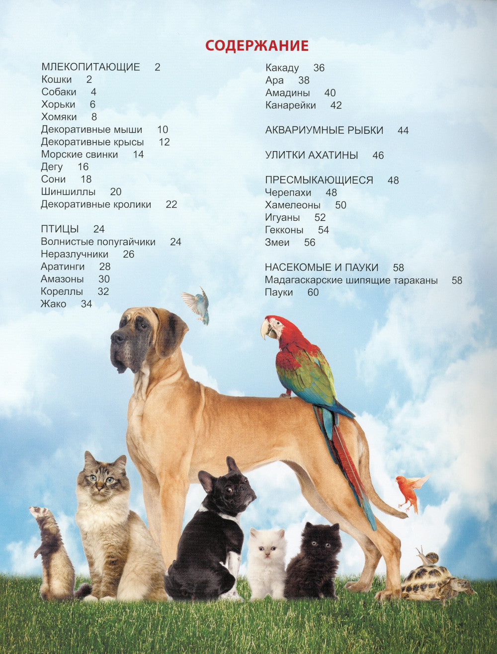 Наши любимые питомцы