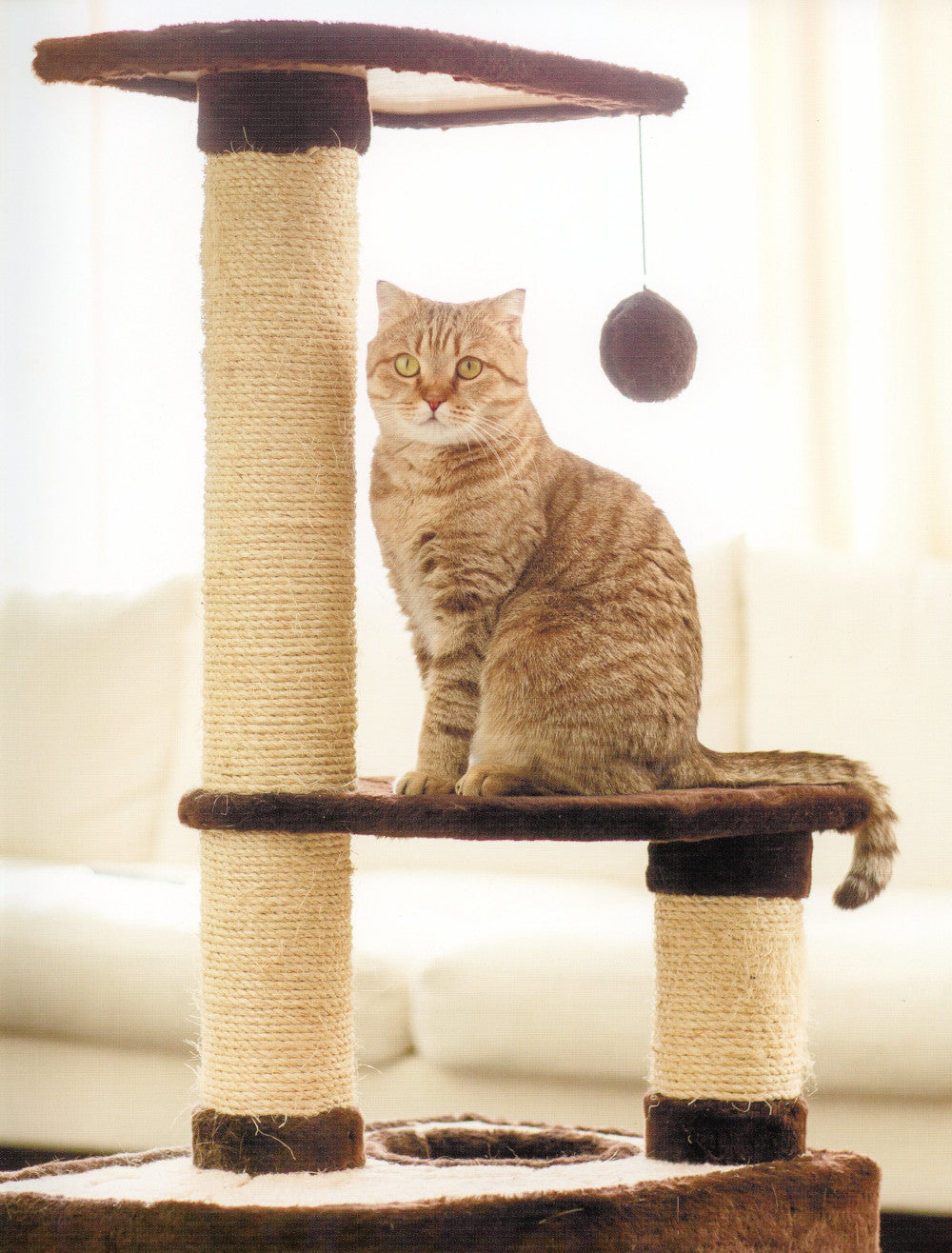 Наши любимые питомцы