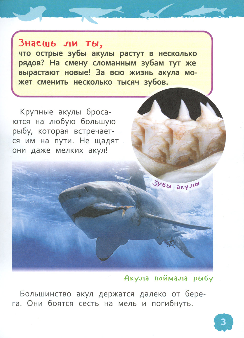 Акулы, киты и дельфины (Энциклопедия для детского сада)