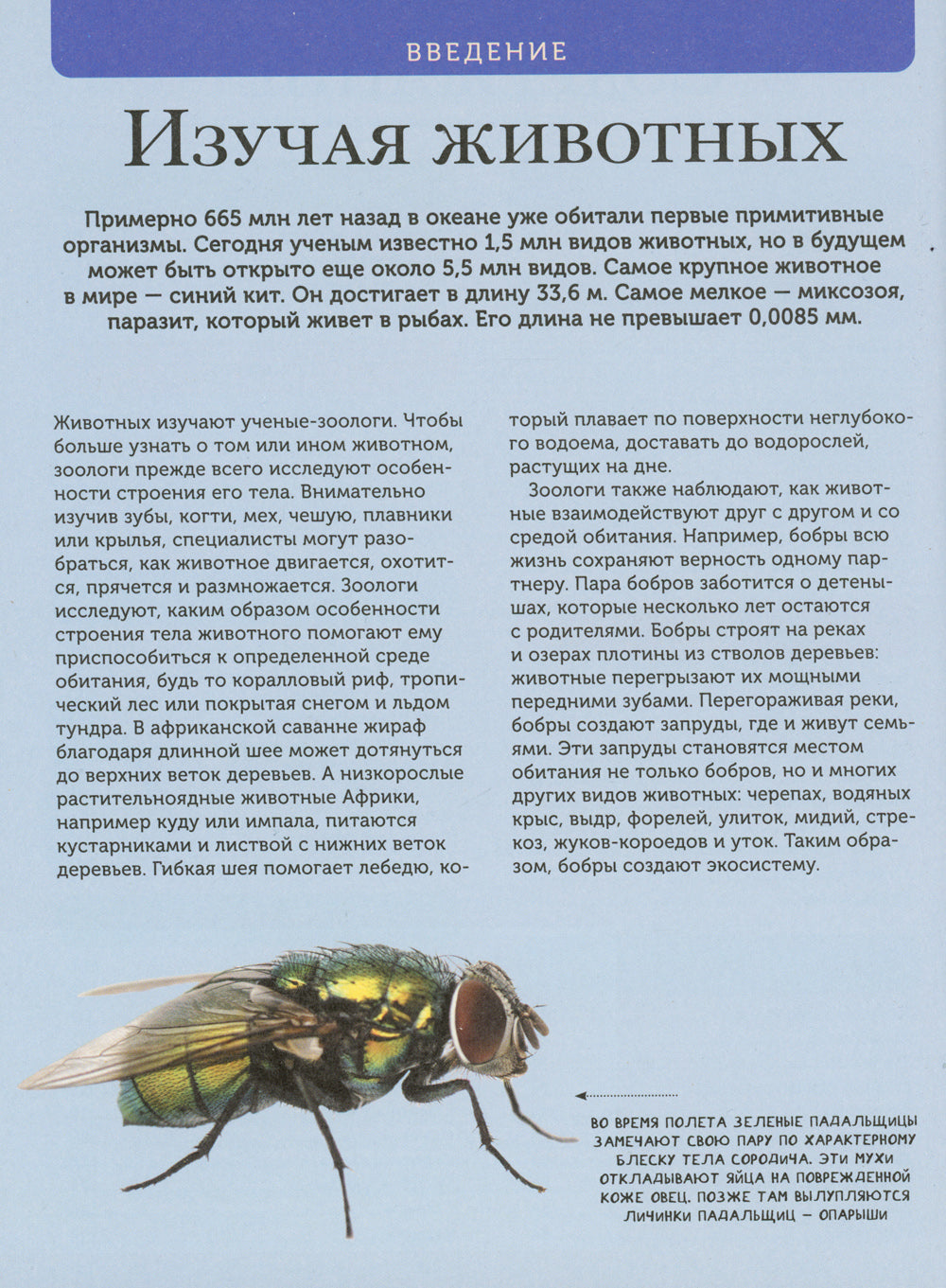 Животные. Современная энциклопедия