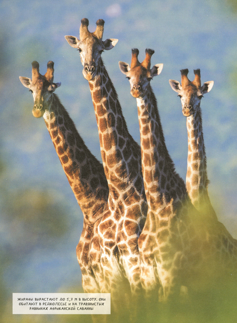 Животные. Современная энциклопедия