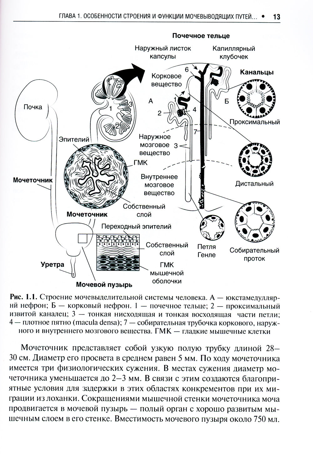 Цистит и беременность: руководство для врачей