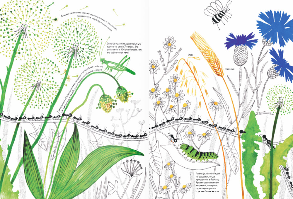 Тысяча и один муравей