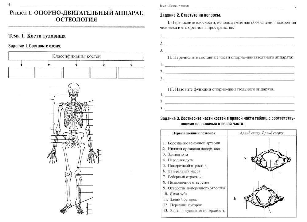 Анатомия человека. Опорно-двигательный аппарат. Ч. 1: Остеология. Тетрадь-практикум