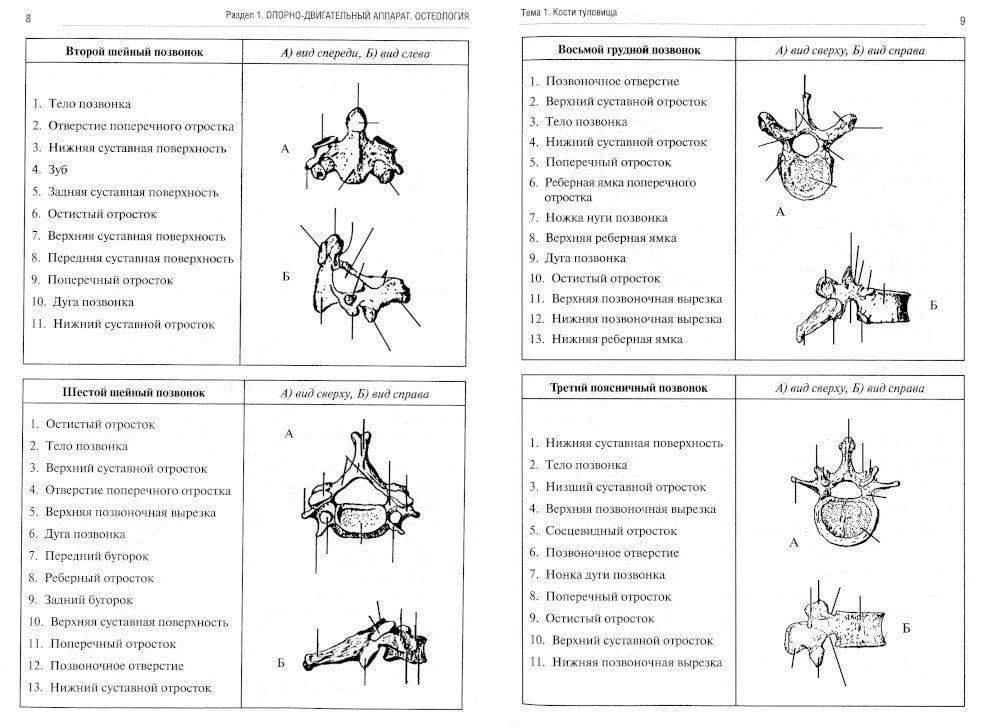 Анатомия человека. Опорно-двигательный аппарат. Ч. 1: Остеология. Тетрадь-практикум