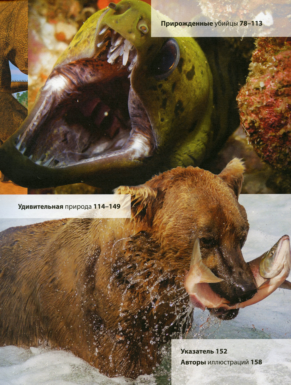 Животные. Книга юного эрудита