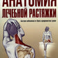 Анатомия лечебной растяжки: быстрое избавление от боли и профилактика травм